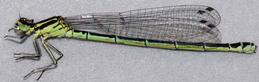 Platycnemis pennipes